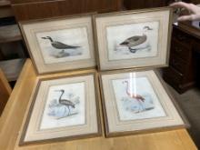 4 Framed Bird Prints