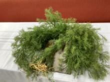 Hanging Ferns- Metal Holder