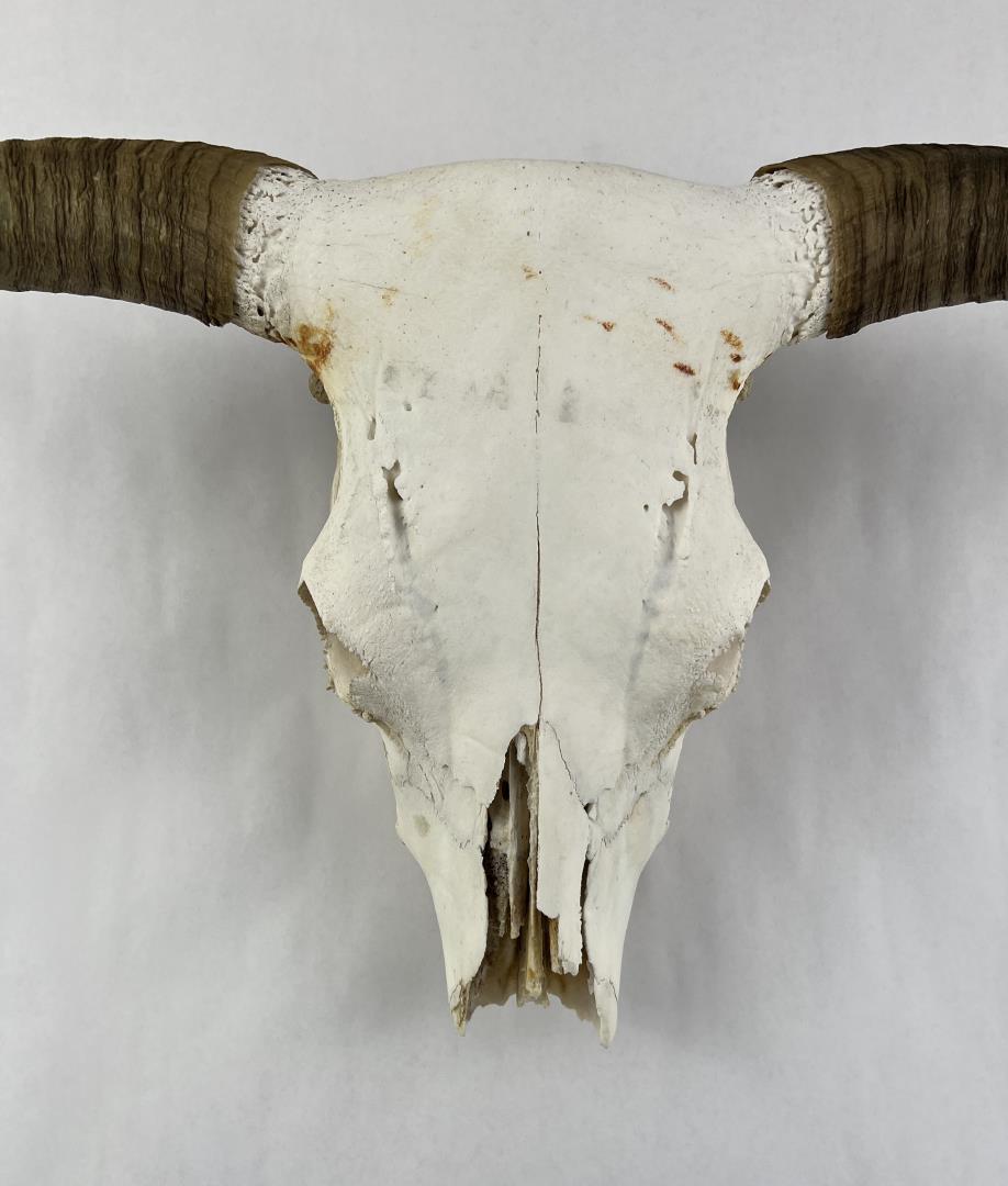 Texas Long Horn Steer Skull