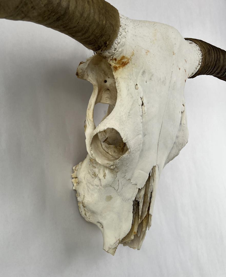 Texas Long Horn Steer Skull