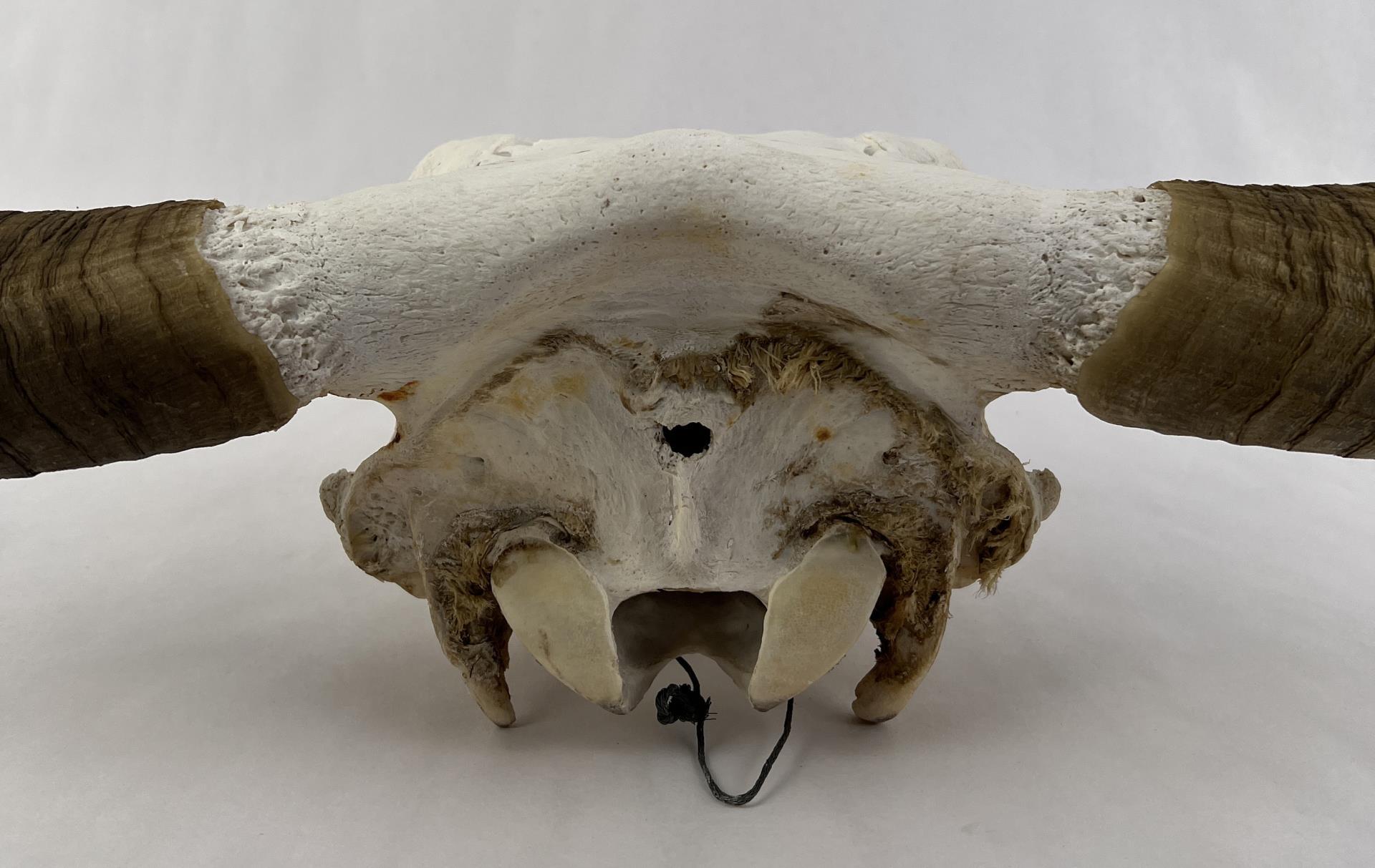 Texas Long Horn Steer Skull