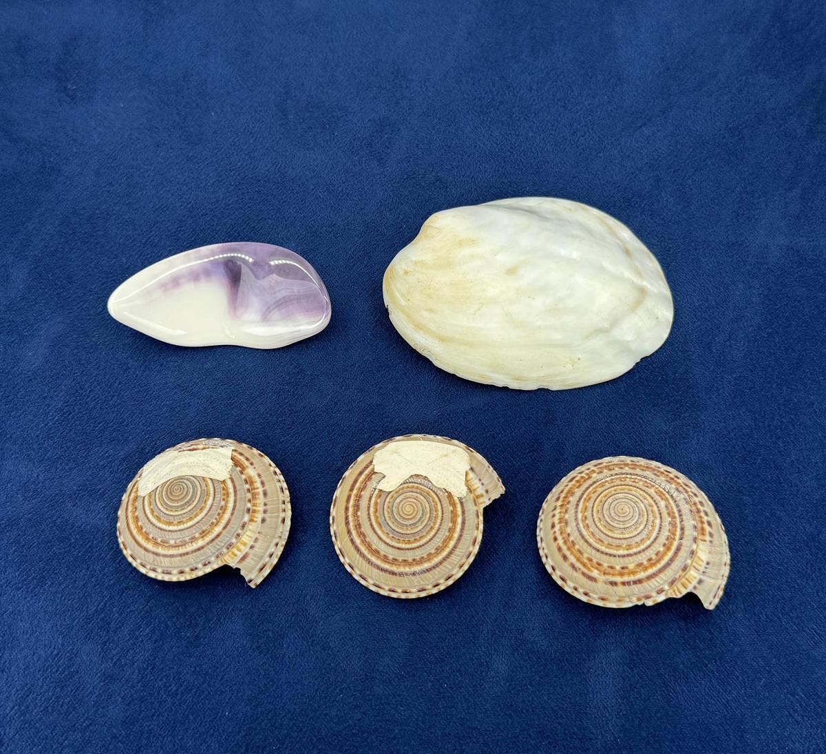 Collection of Seashells