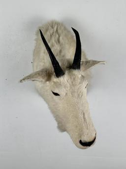 Montana Mountain Goat Taxidermy Mount