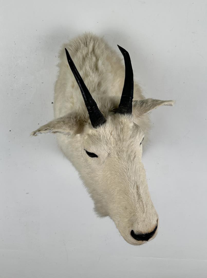 Montana Mountain Goat Taxidermy Mount