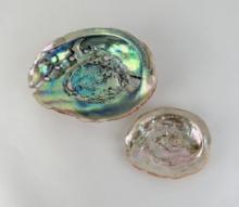 Abalone Sea Shells