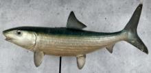 Taxidermy Bonefish Fish Mount