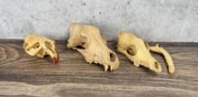 Group Of Montana Taxidermy Animal Skulls