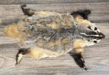 Montana Taxidermy Badger Fur Hide Pelt