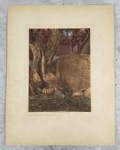 Edward Curtis Photogravure A Gem of Basketry