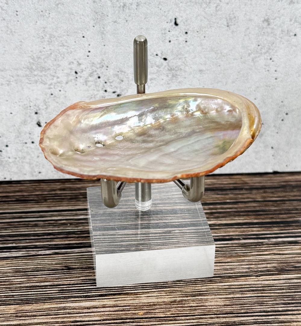 Abalone Sea Shell