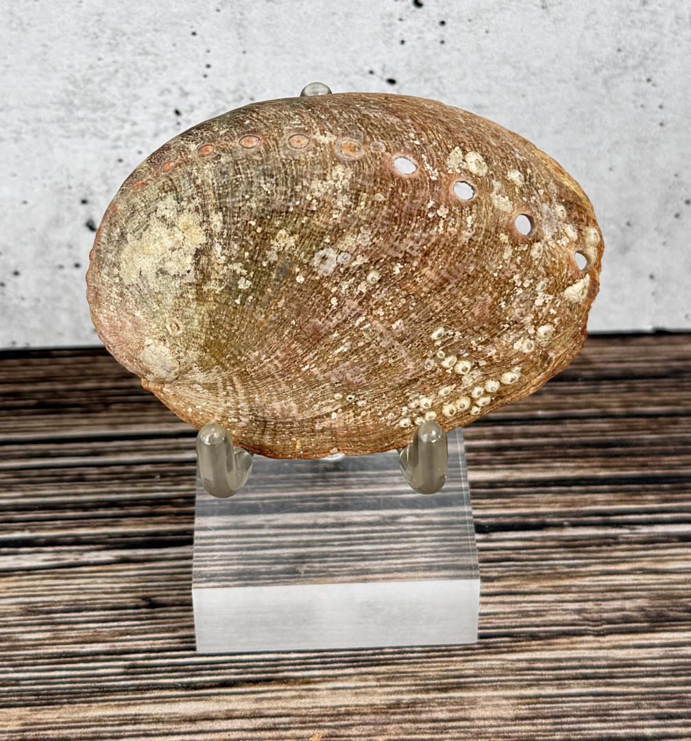 Abalone Sea Shell