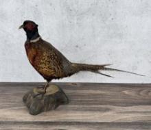 Full Body Montana Taxidermy Pheasant