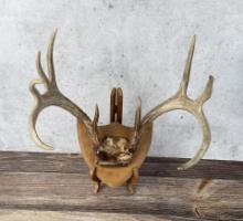 Montana Taxidermy Whitetail Deer Horns