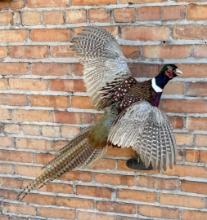 Full Body Montana Taxidermy Pheasant