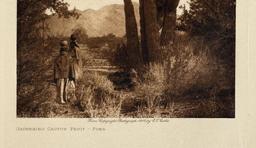 Edward Curtis Photogravure Gathering Cactus Fruit