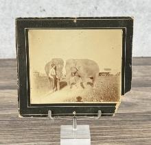 Man with Elephants Traveling Circus Photo
