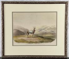 William Cornwallis Harris Blesbok Antelope