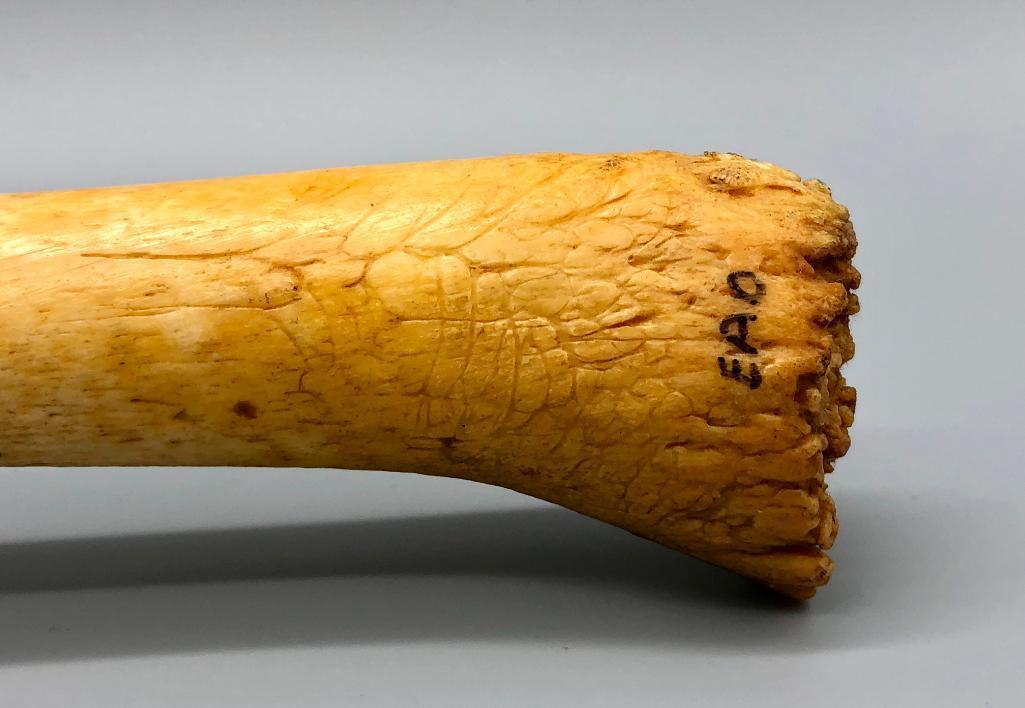 Fossilized Walrus Baculum (Oosik)