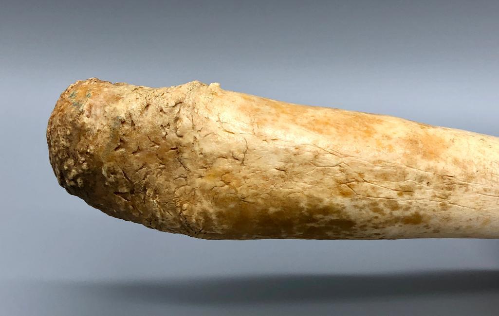 Fossilized Walrus Baculum (Oosik)