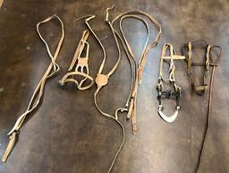 Argentine Bridle and Hackamore Set-Ups
