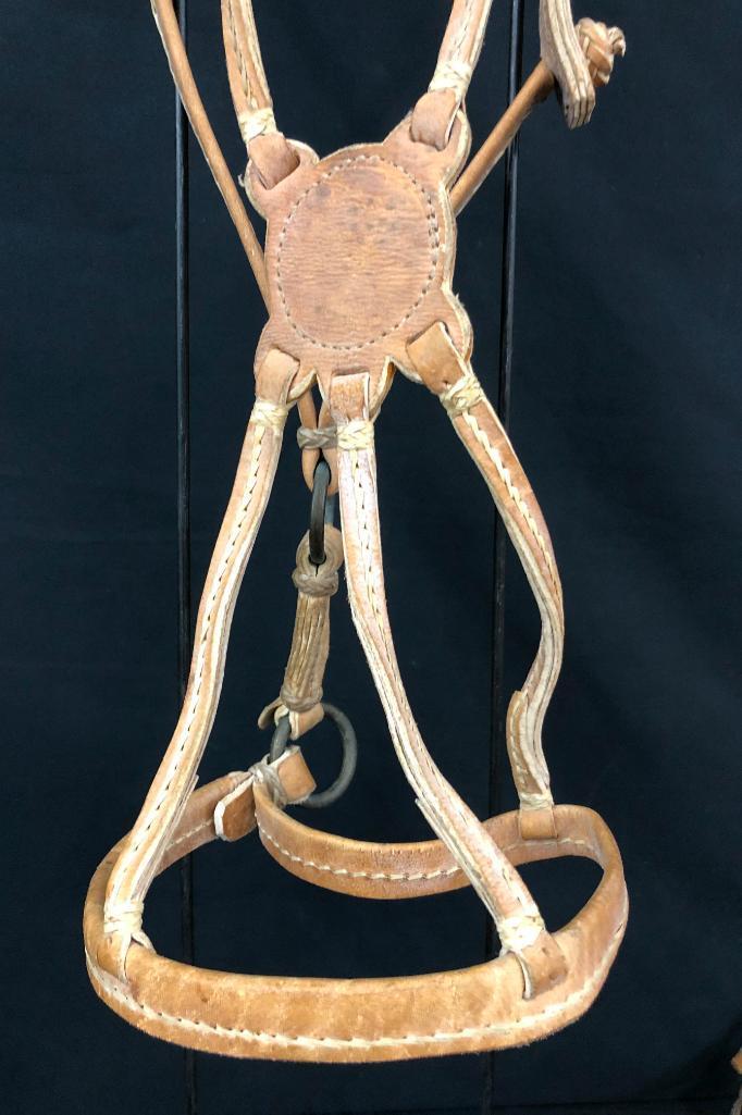 Argentine Bridle and Hackamore Set-Ups