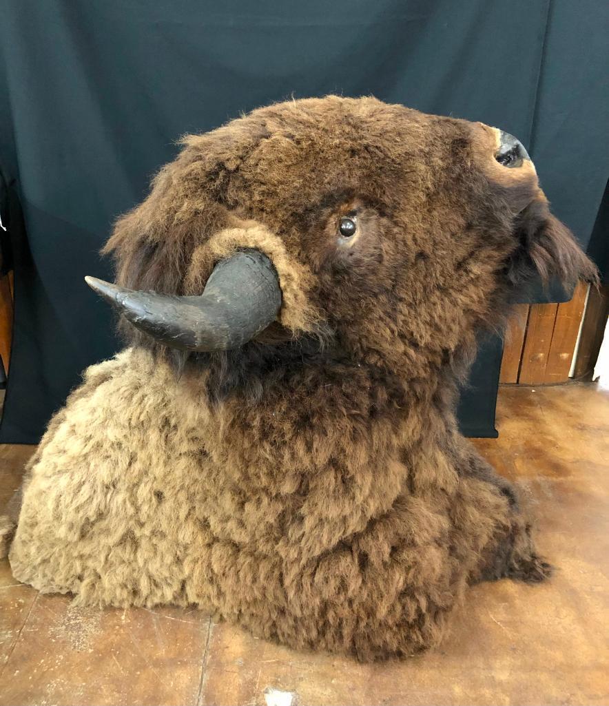 Large Buffalo Mount In Winter Coat