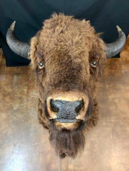 Large Buffalo Mount In Winter Coat