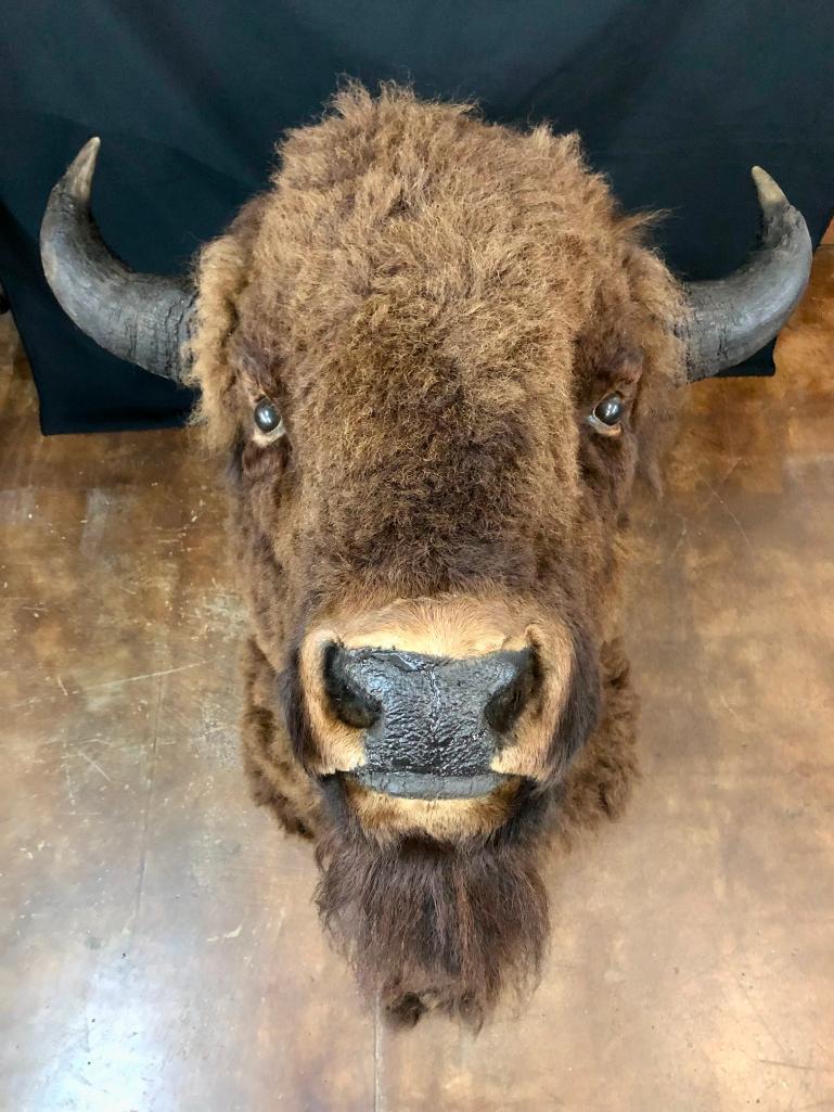 Large Buffalo Mount In Winter Coat