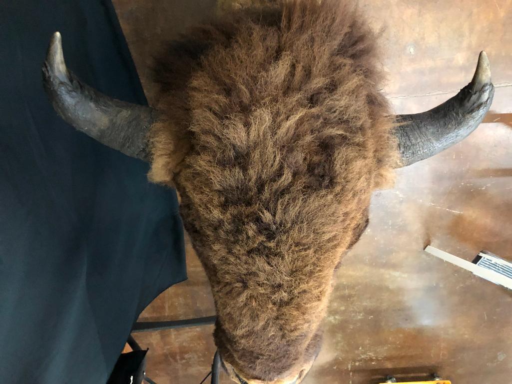 Large Buffalo Mount In Winter Coat
