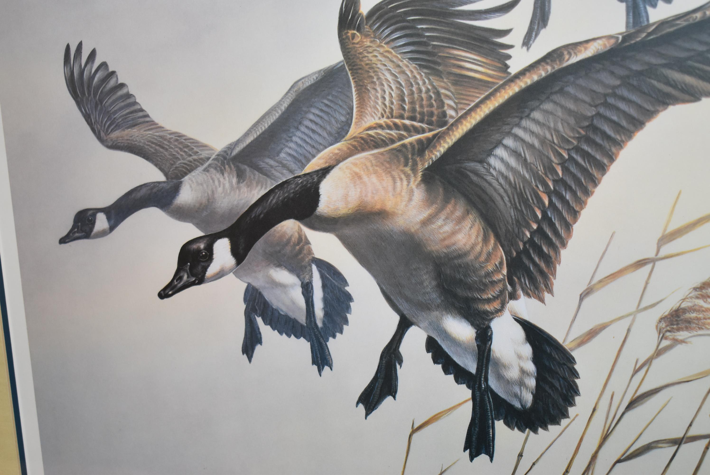 James Meger – “Wing Song Canadian Geese” – 389/500 – Framed & Double Matted Print