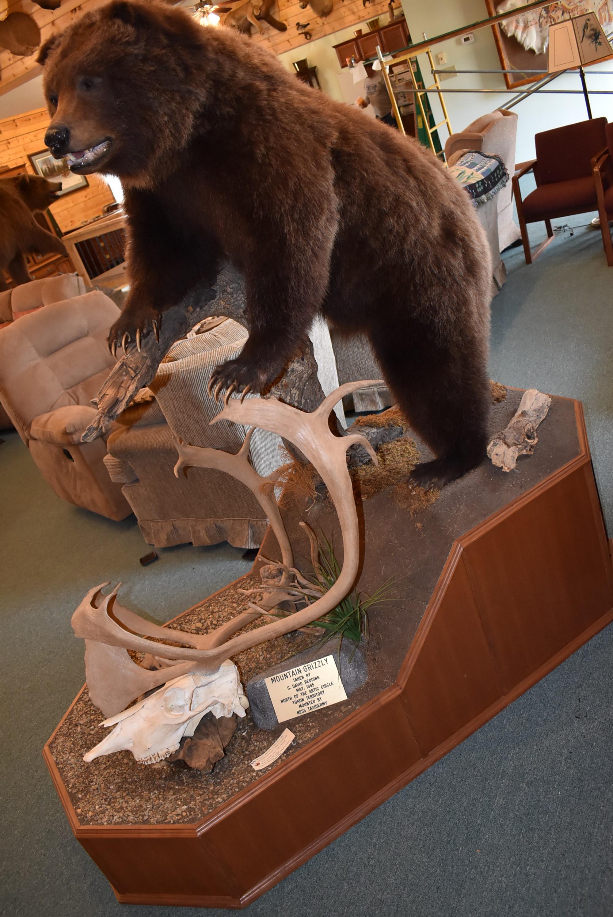 Full Body Mounted Mountain Grizzly – Killed in Yukon Territory – Mounted on Full Base Standing Uprig