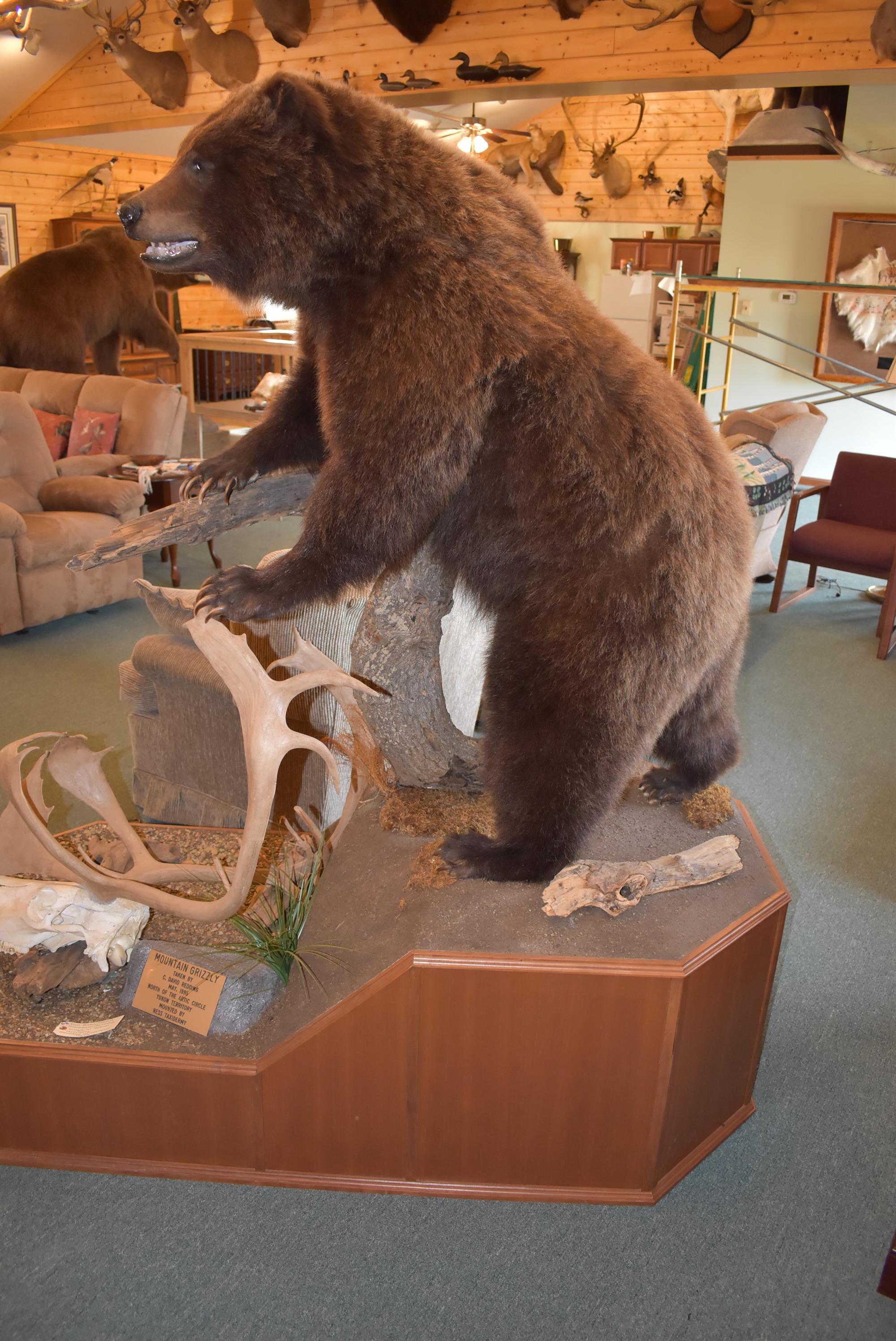 Full Body Mounted Mountain Grizzly – Killed in Yukon Territory – Mounted on Full Base Standing Uprig