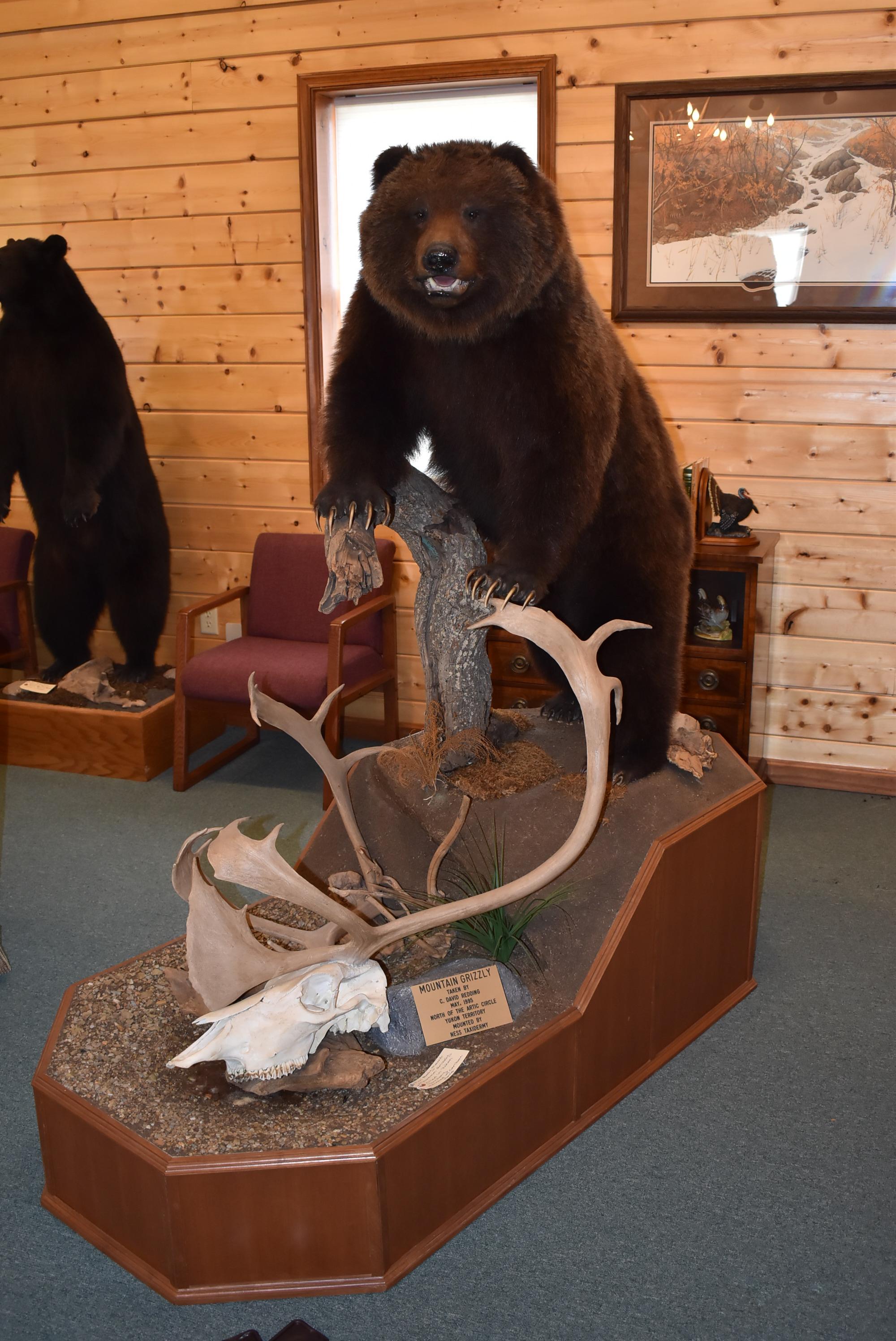 Full Body Mounted Mountain Grizzly – Killed in Yukon Territory – Mounted on Full Base Standing Uprig