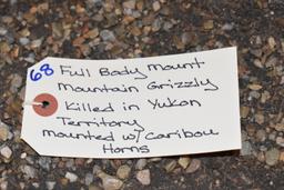 Full Body Mounted Mountain Grizzly – Killed in Yukon Territory – Mounted on Full Base Standing Uprig
