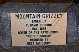 Full Body Mounted Mountain Grizzly – Killed in Yukon Territory – Mounted on Full Base Standing Uprig