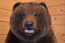 Full Body Mounted Mountain Grizzly – Killed in Yukon Territory – Mounted on Full Base Standing Uprig