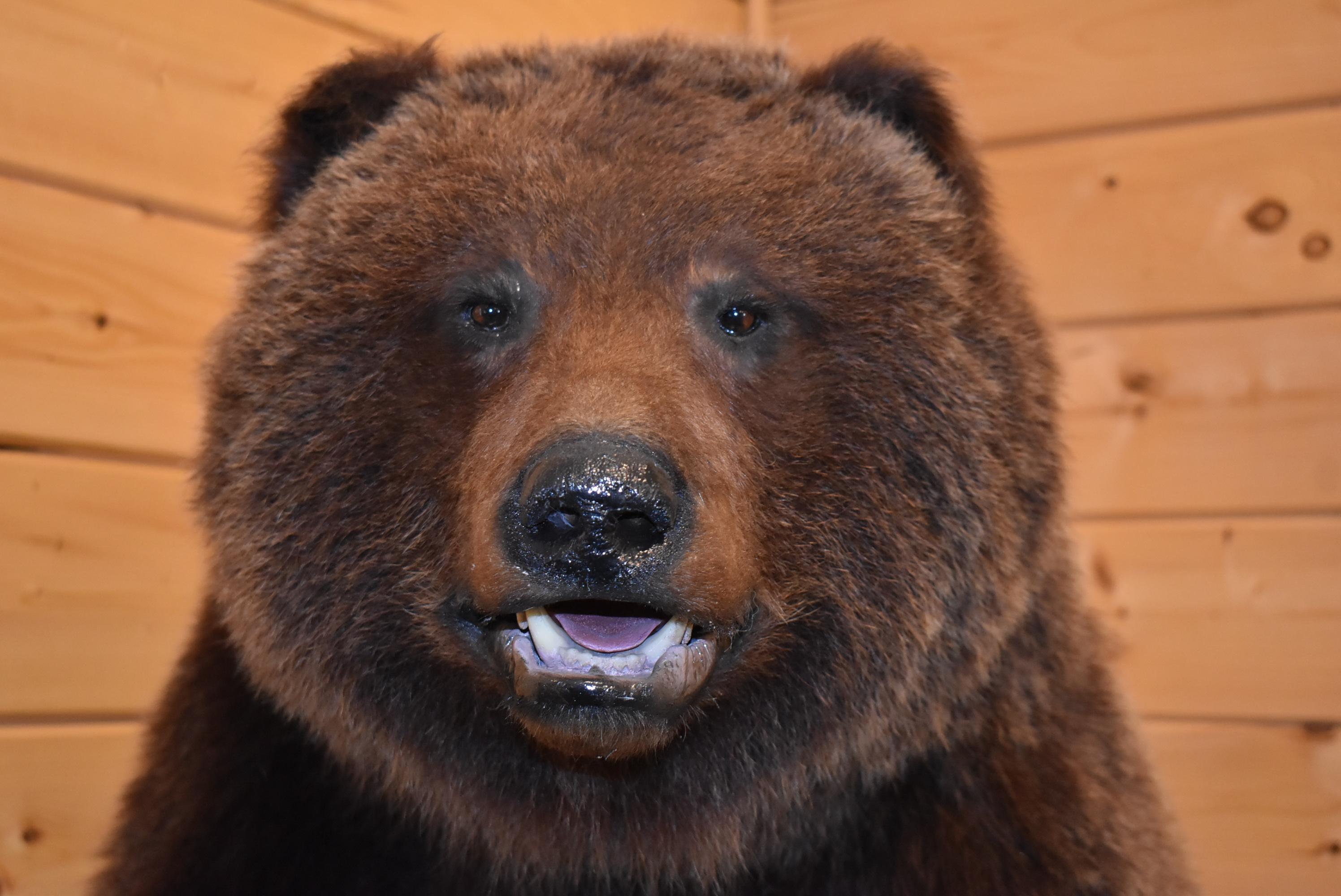 Full Body Mounted Mountain Grizzly – Killed in Yukon Territory – Mounted on Full Base Standing Uprig
