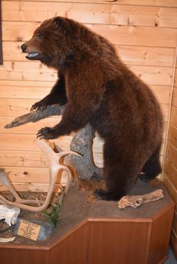 Full Body Mounted Mountain Grizzly – Killed in Yukon Territory – Mounted on Full Base Standing Uprig