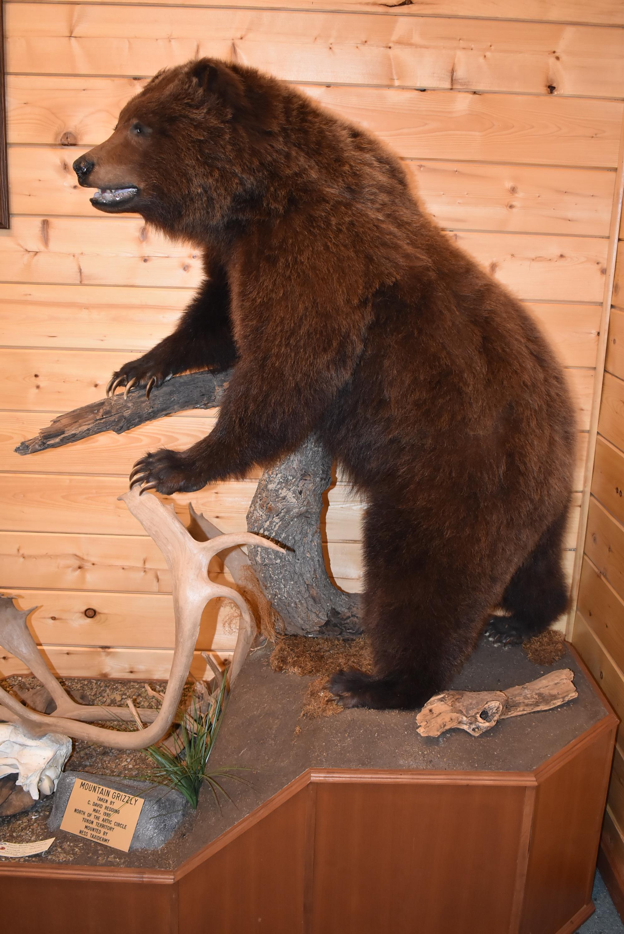 Full Body Mounted Mountain Grizzly – Killed in Yukon Territory – Mounted on Full Base Standing Uprig
