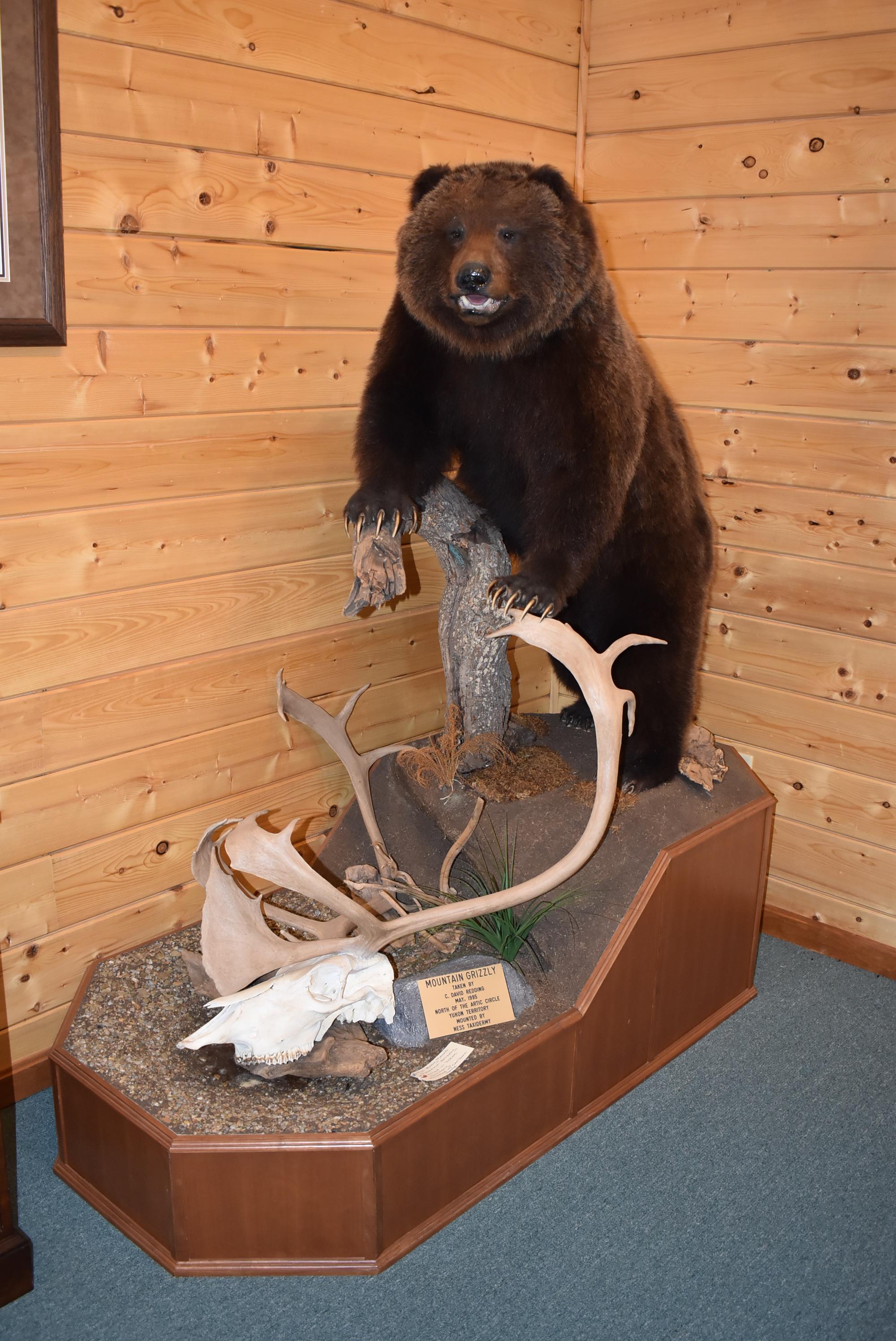 Full Body Mounted Mountain Grizzly – Killed in Yukon Territory – Mounted on Full Base Standing Uprig