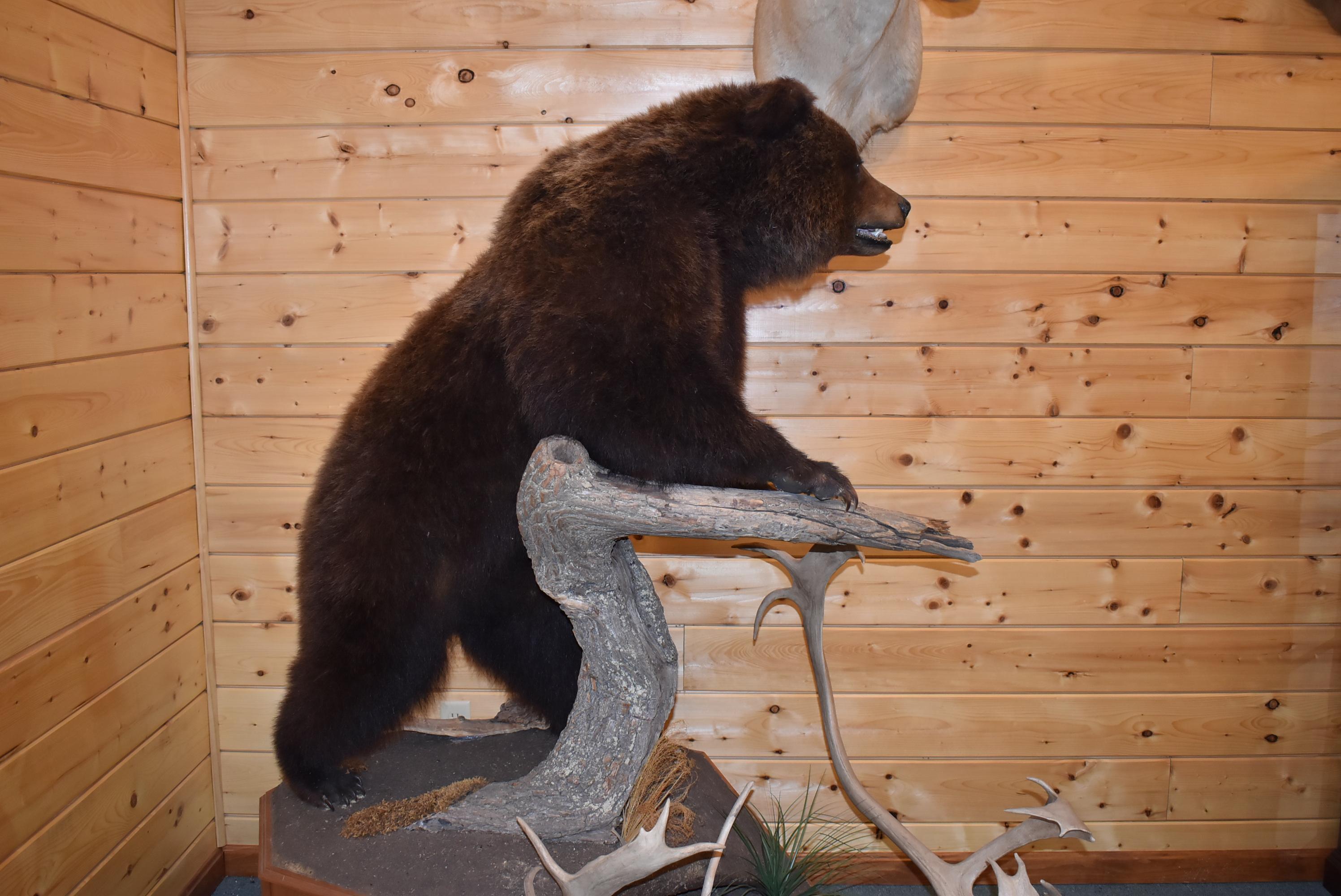 Full Body Mounted Mountain Grizzly – Killed in Yukon Territory – Mounted on Full Base Standing Uprig