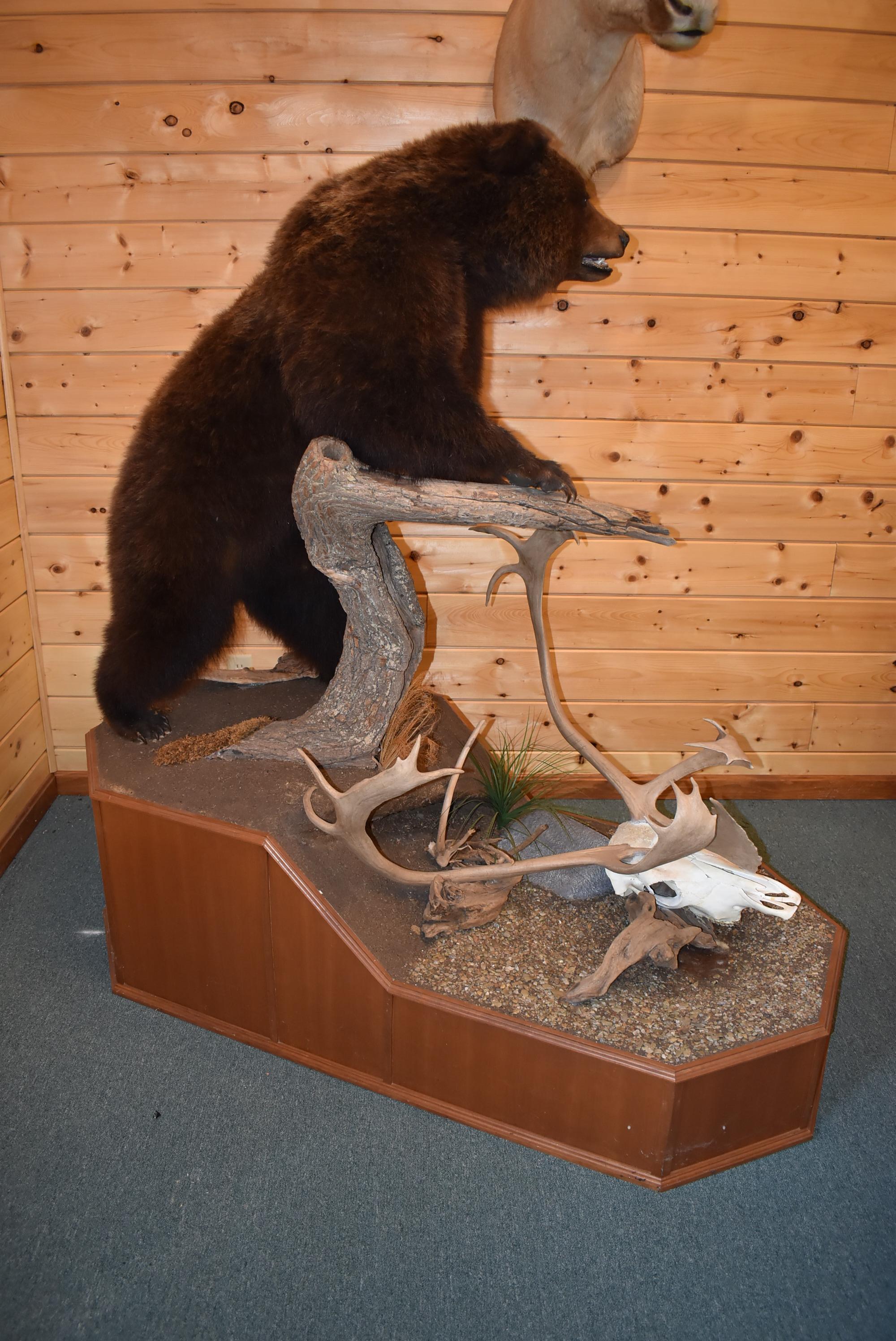 Full Body Mounted Mountain Grizzly – Killed in Yukon Territory – Mounted on Full Base Standing Uprig