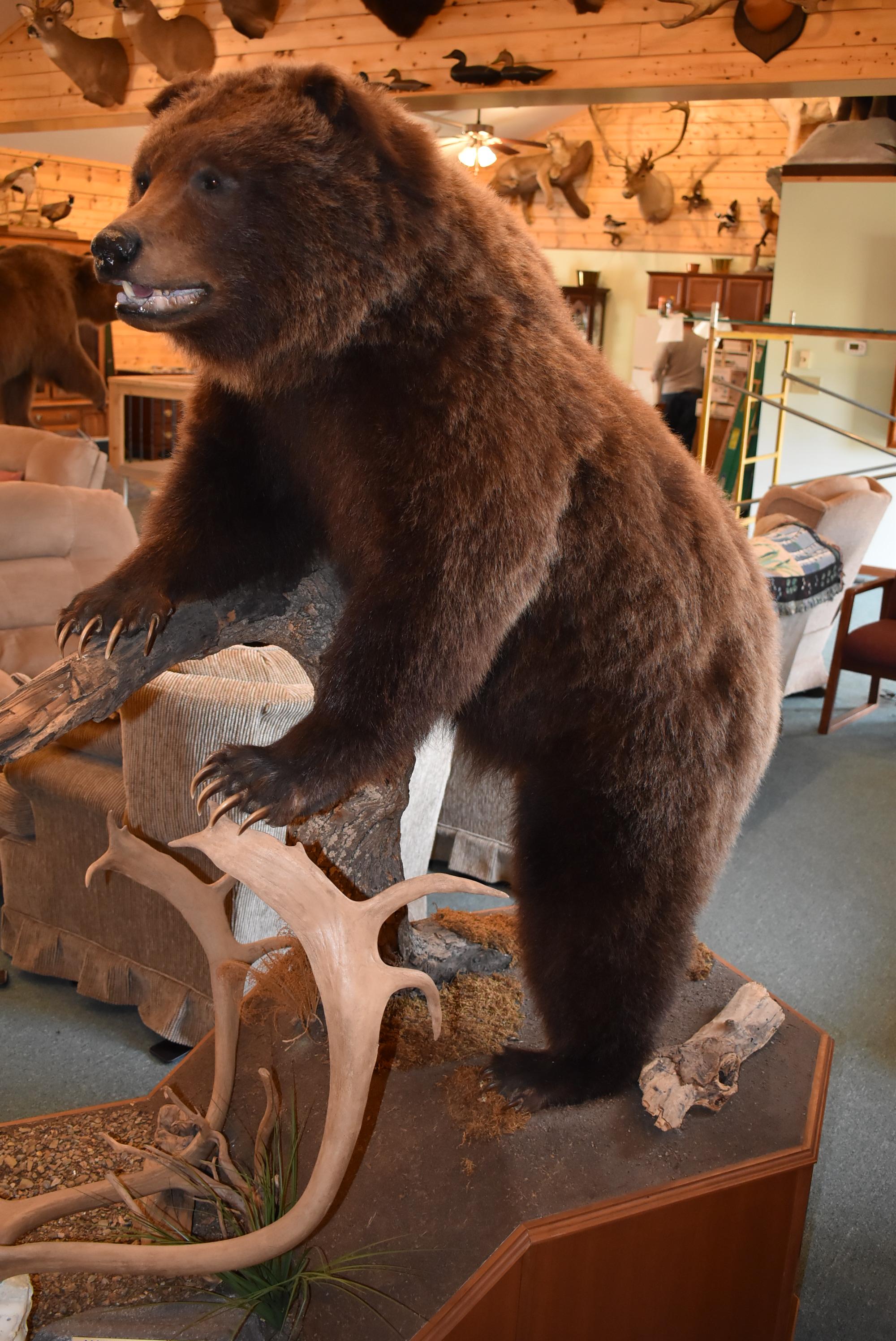 Full Body Mounted Mountain Grizzly – Killed in Yukon Territory – Mounted on Full Base Standing Uprig