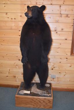 Full Body Mounted Alaska Black Bear – Mounted Standing Upright on Base