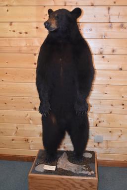 Full Body Mounted Alaska Black Bear – Mounted Standing Upright on Base