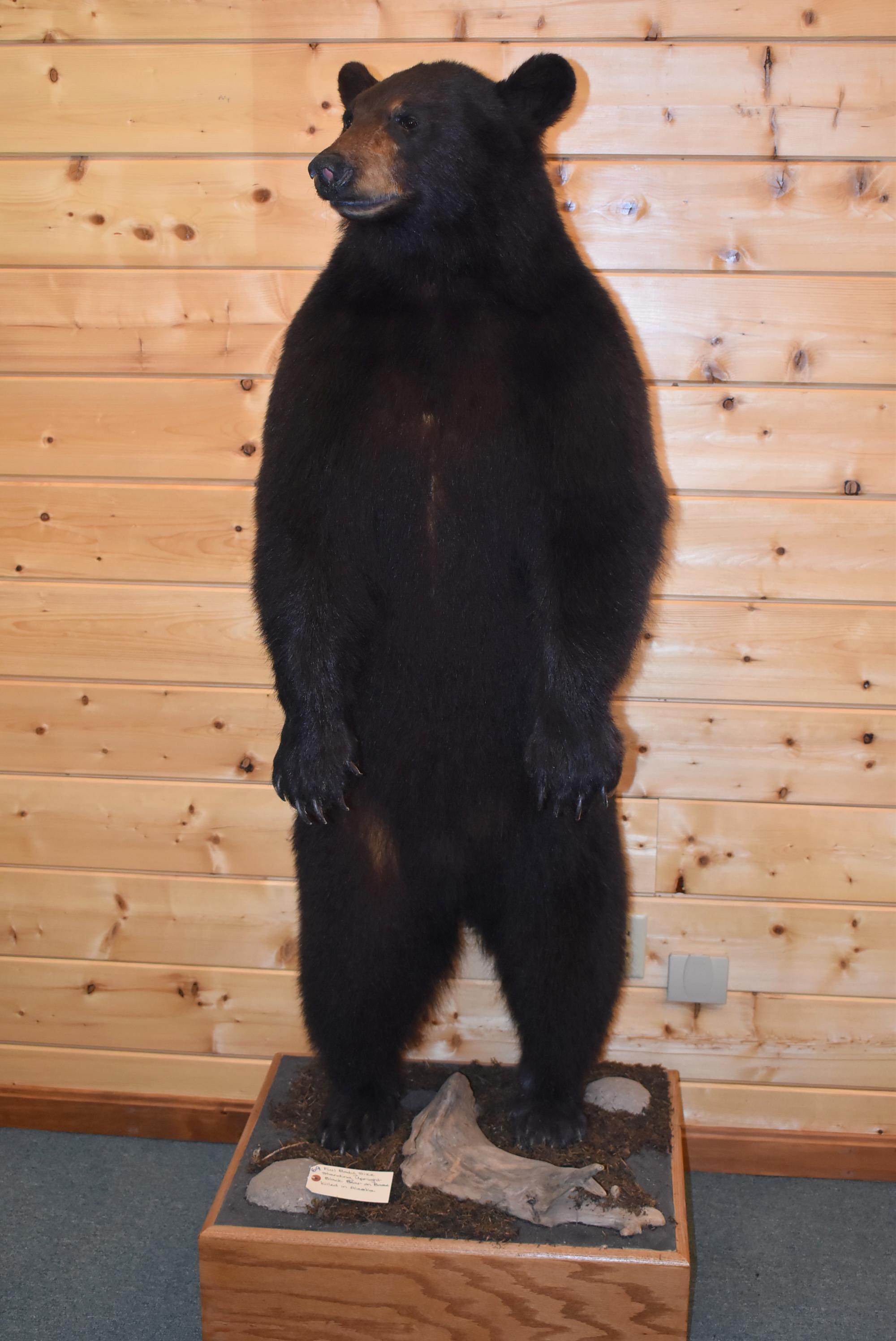 Full Body Mounted Alaska Black Bear – Mounted Standing Upright on Base