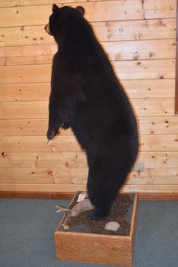 Full Body Mounted Alaska Black Bear – Mounted Standing Upright on Base