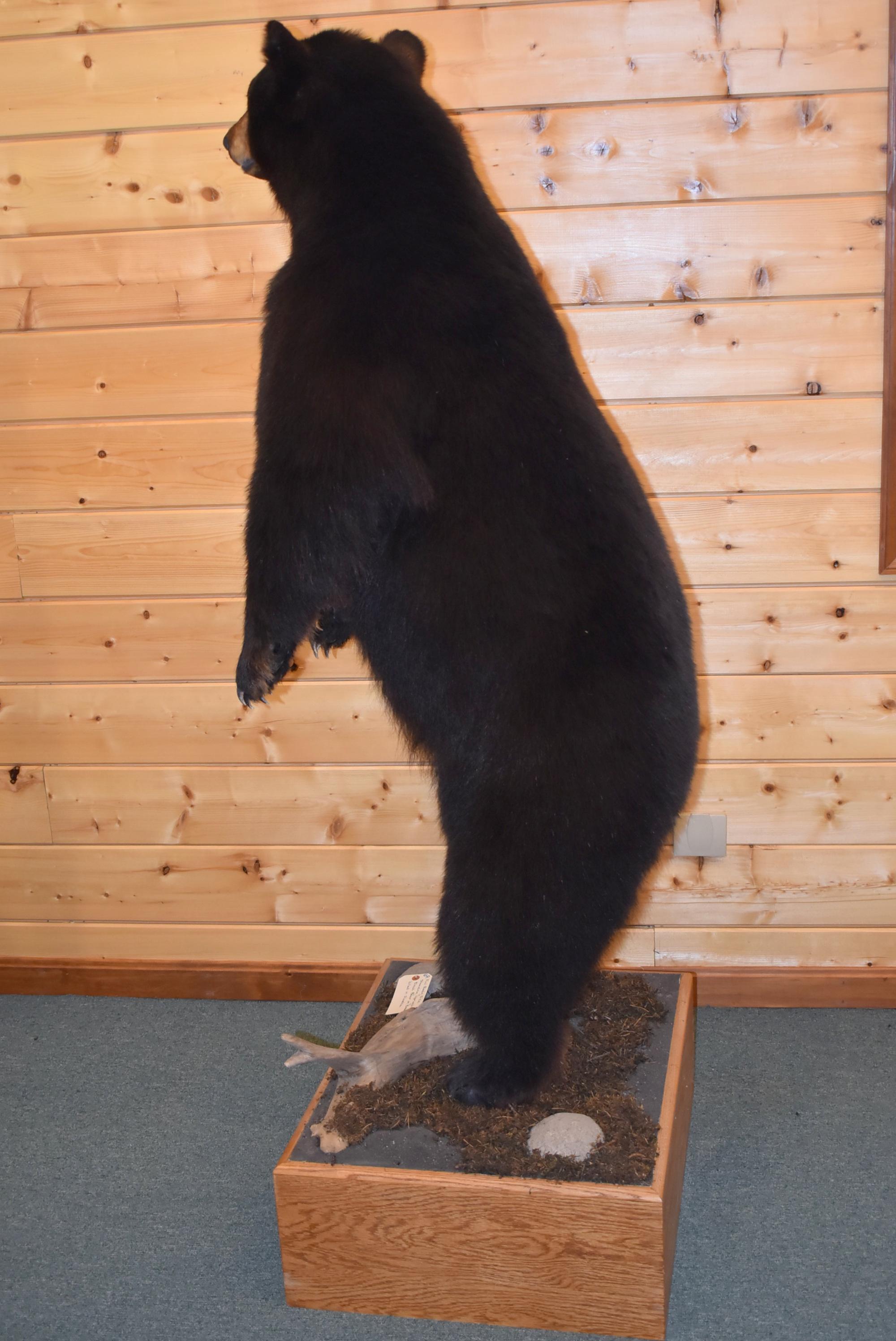 Full Body Mounted Alaska Black Bear – Mounted Standing Upright on Base