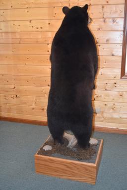 Full Body Mounted Alaska Black Bear – Mounted Standing Upright on Base