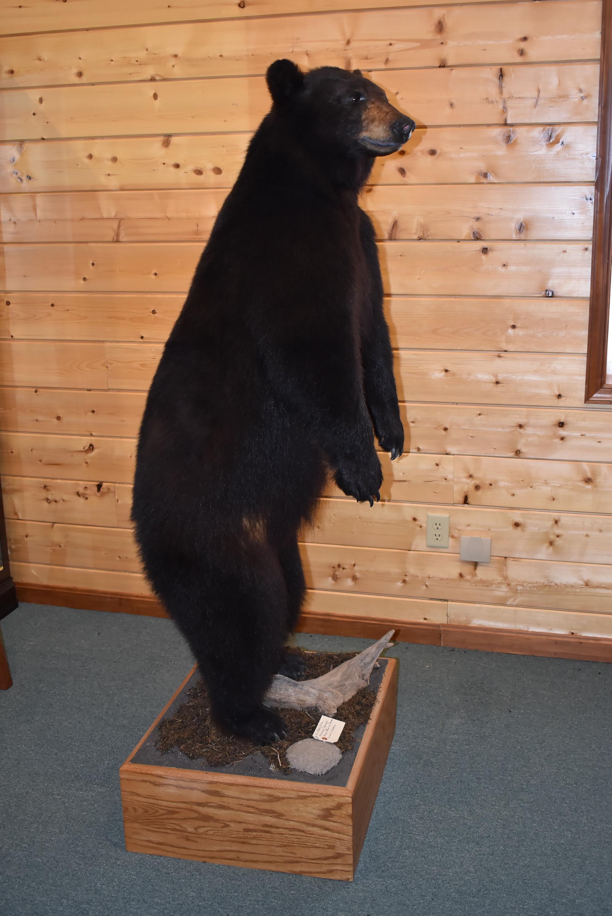 Full Body Mounted Alaska Black Bear – Mounted Standing Upright on Base